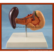 Hot Sales Liver Pancreas, Liver and Pancreas and Duodenum Model